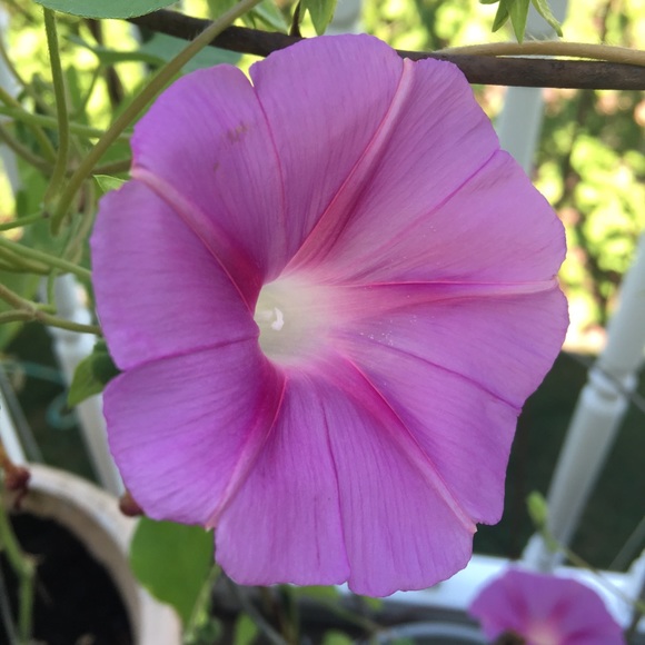 Meet your Posher, Pui - Picture 1 of 1